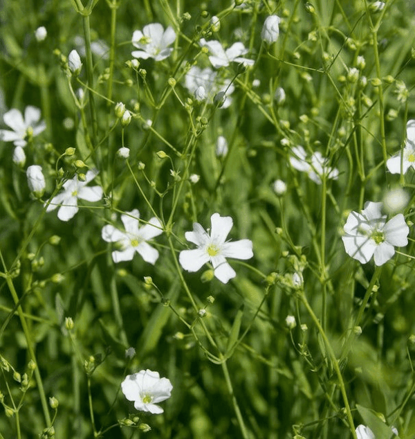 Gypsophila Seeds