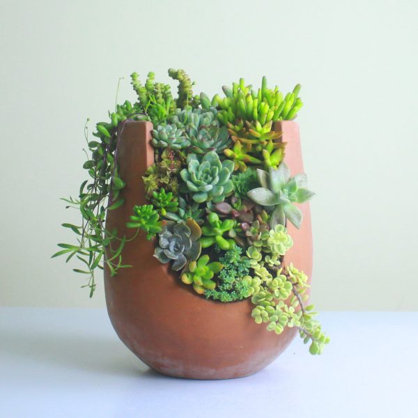Baraka Succulent Garden