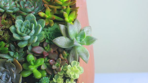 Baraka Succulent Garden