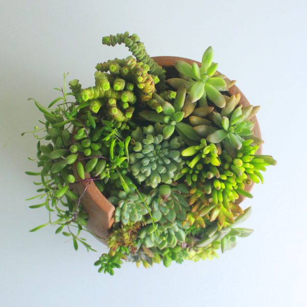 Baraka Succulent Garden