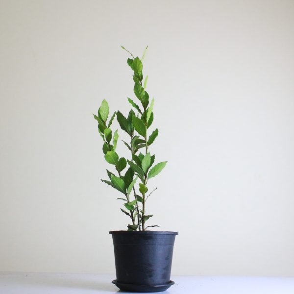 Bay laurel