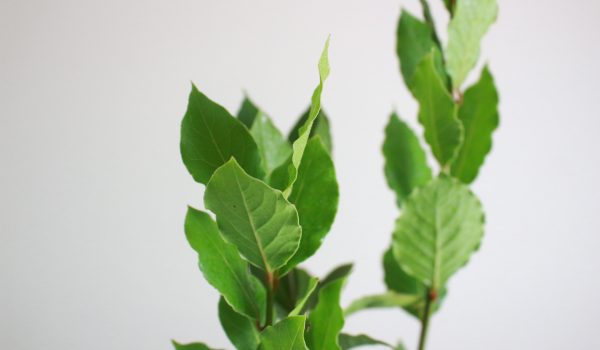 Bay laurel
