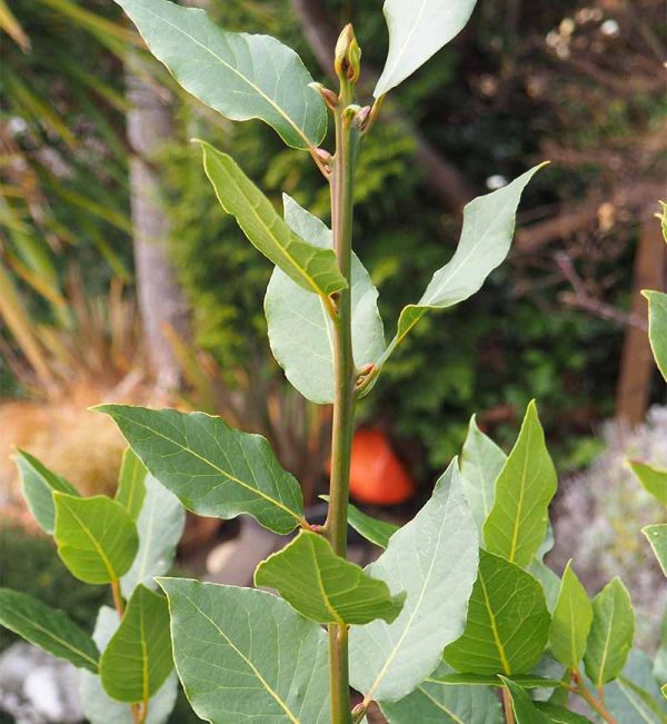 bay laurel plant