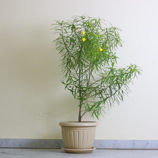 Be-Still Tree (Thevetia)