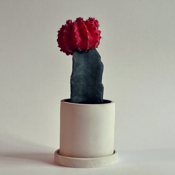 Beige Cylinder Pot