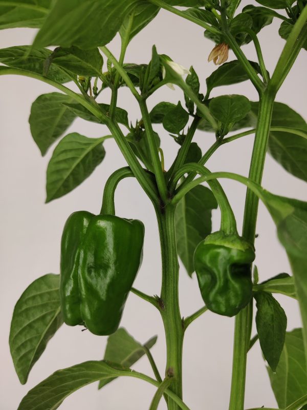 Bell peppers