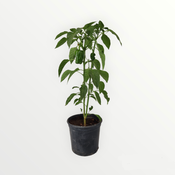 Bell peppers