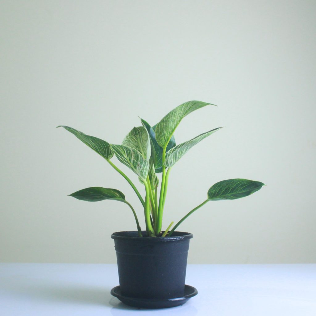 Philodendron Birkin - Mashtal Garden Centers