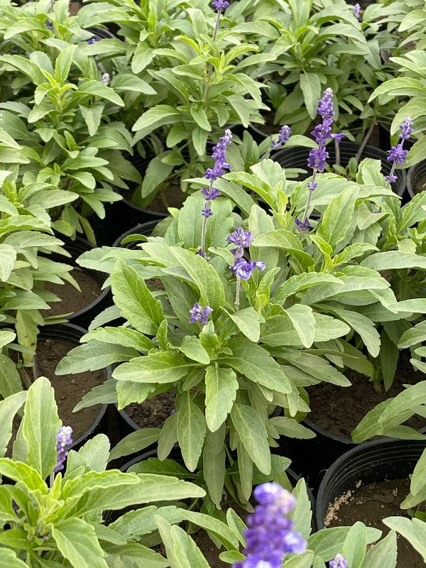 Blue Sage