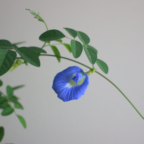 Blue Tea