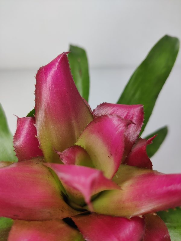Blushing Bromeliad