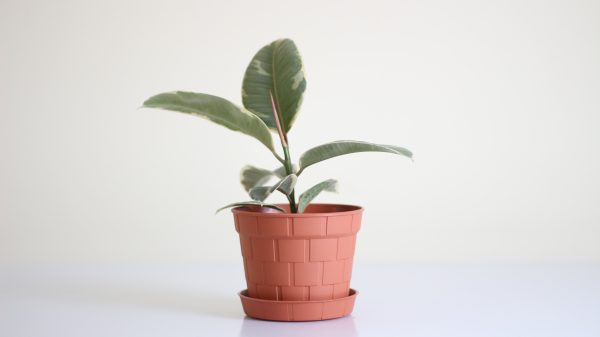 Brick Design Round Pot `Khorshed`