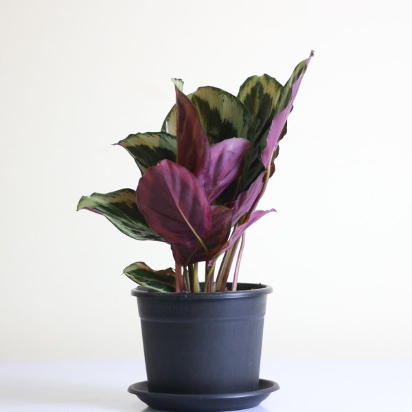 Calathea Medallion