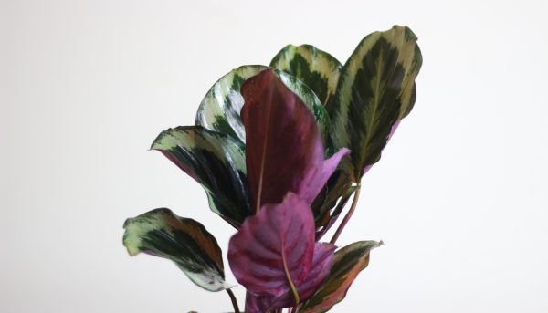 Calathea Medallion