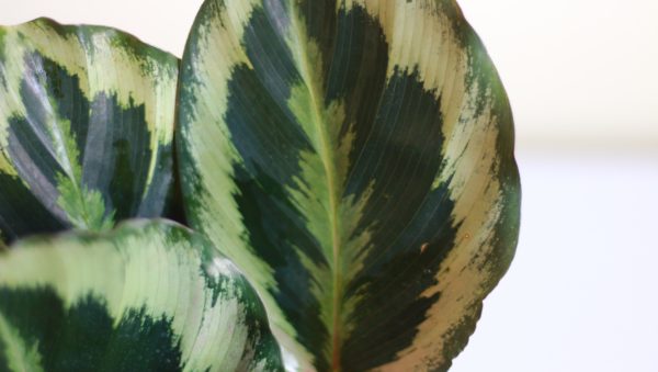 Calathea Medallion