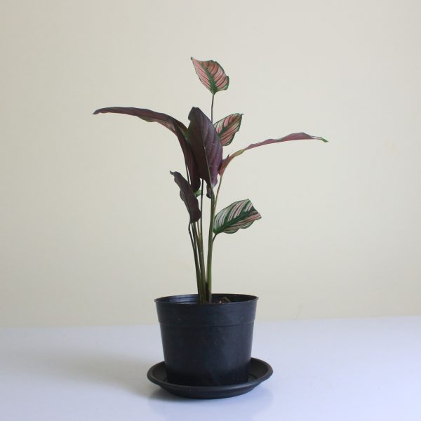 Calathea Whitestar