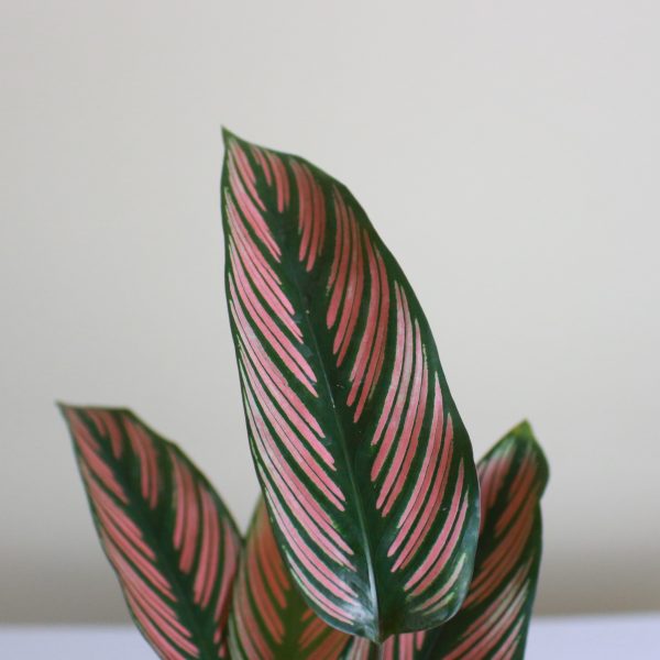 Calathea Whitestar
