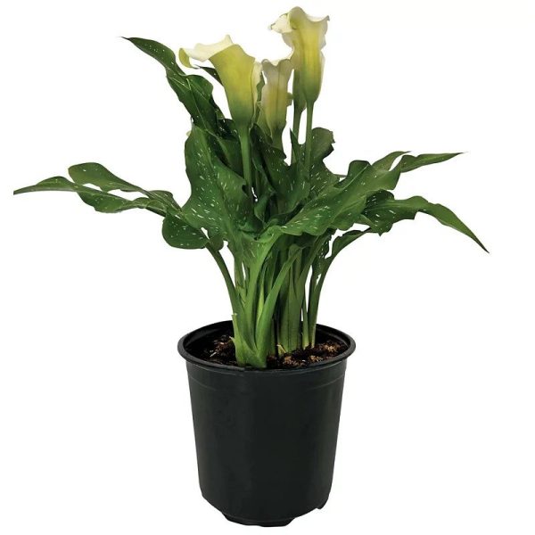 Calla Lily