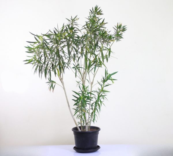Calypso Oleander