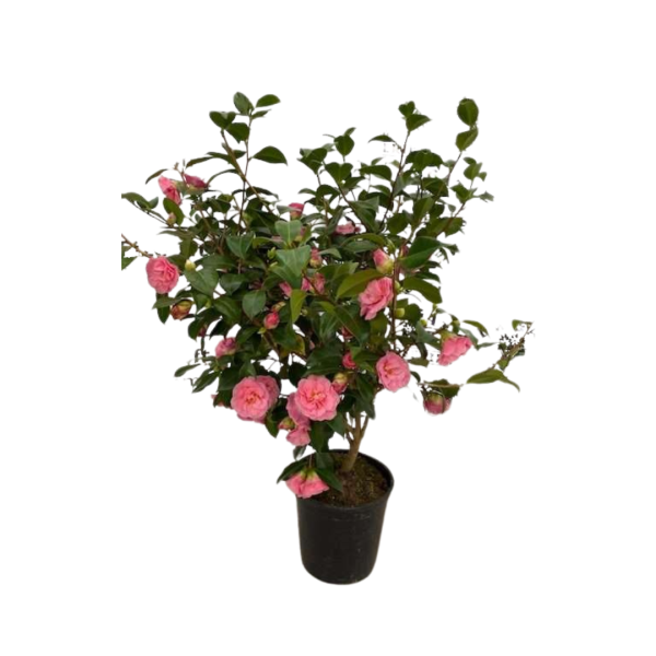 Camellia