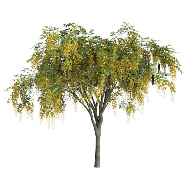 Cassia Fistula
