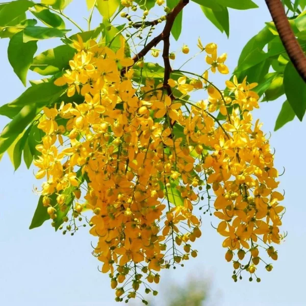 Cassia Fistula