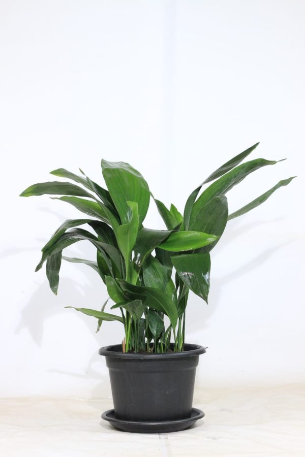 Cast Iron Plant