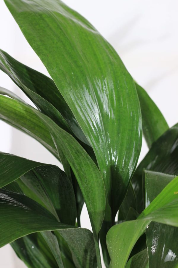 Cast Iron Plant