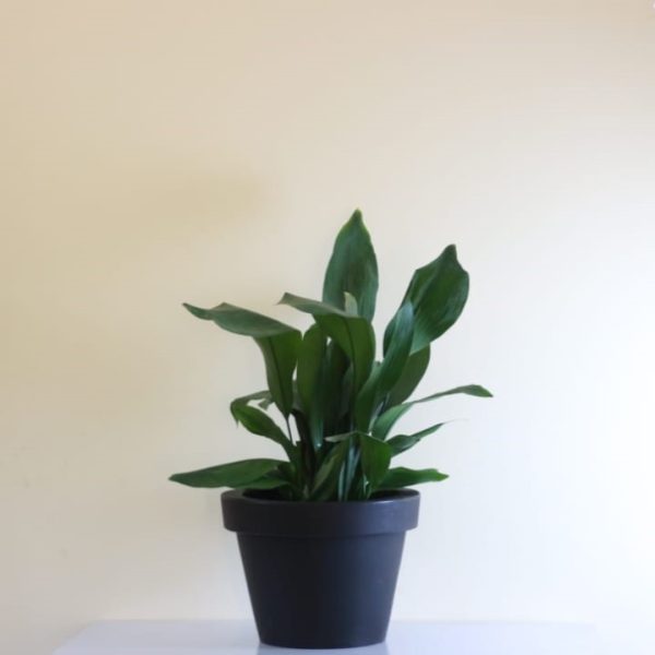 Cast Iron Plant
