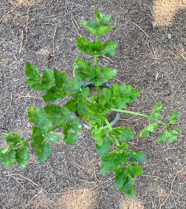 Celery