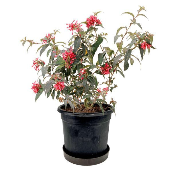 Red Cestrum