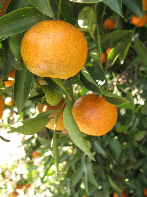 Tangerine