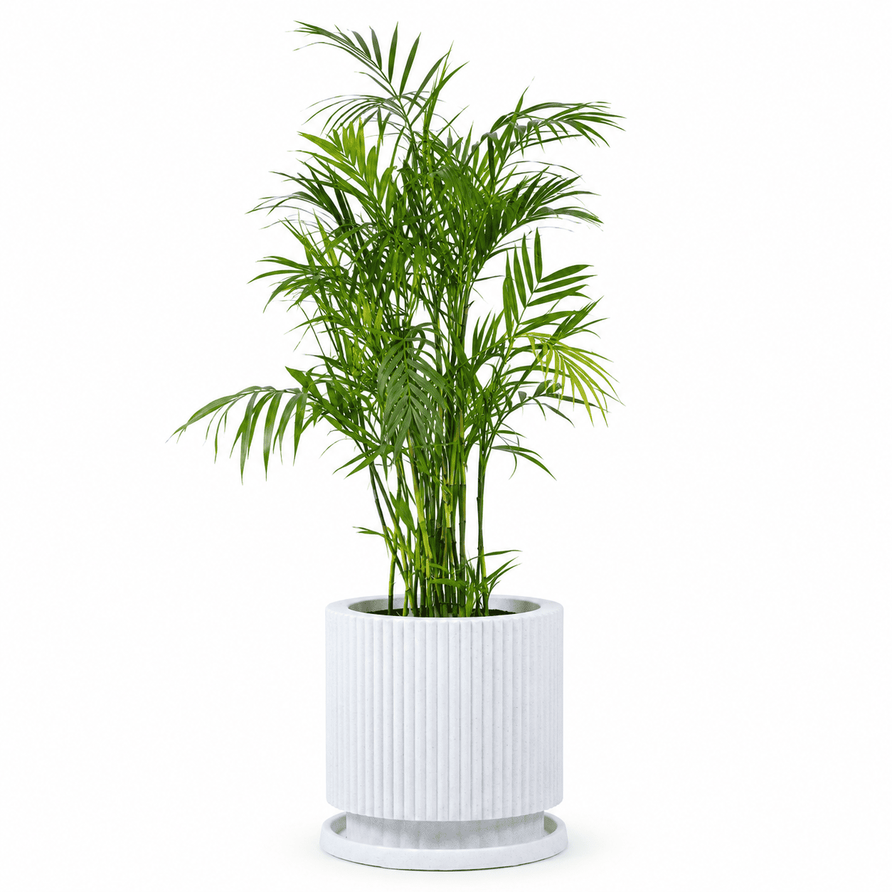 Bamboo Pot