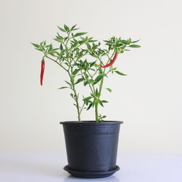 Chili Pepper