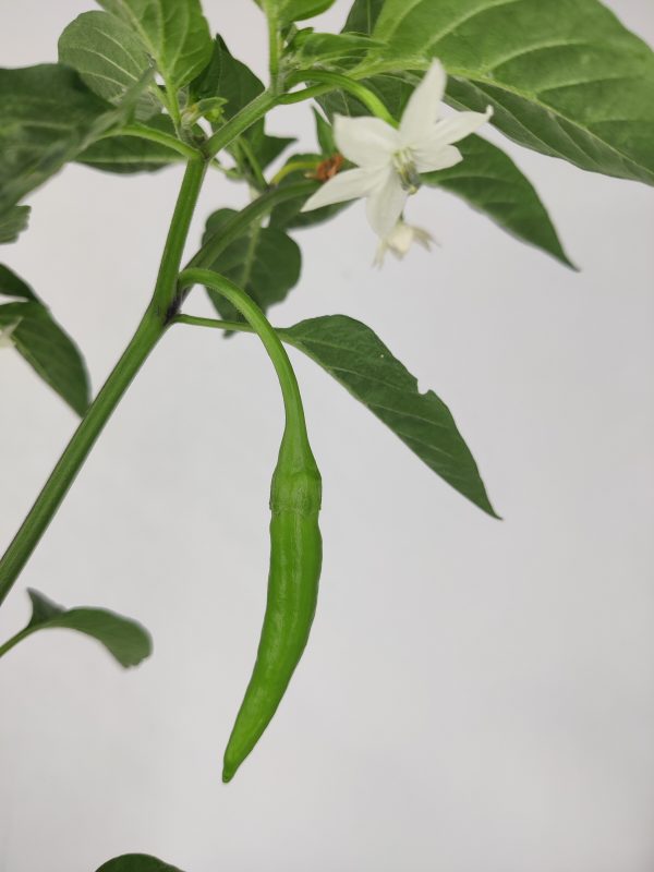 Chili Pepper
