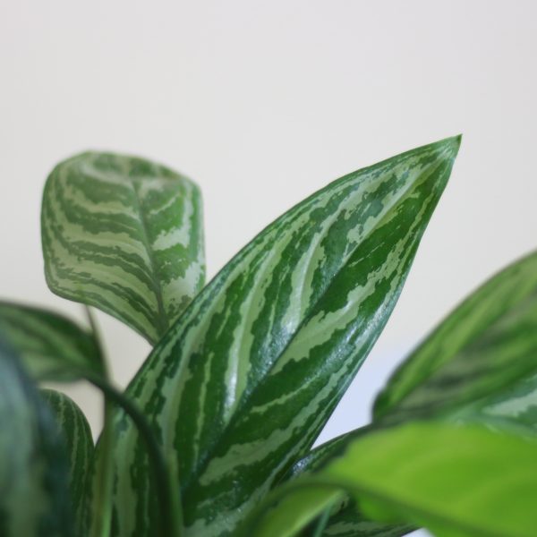 Chinese Evergreen