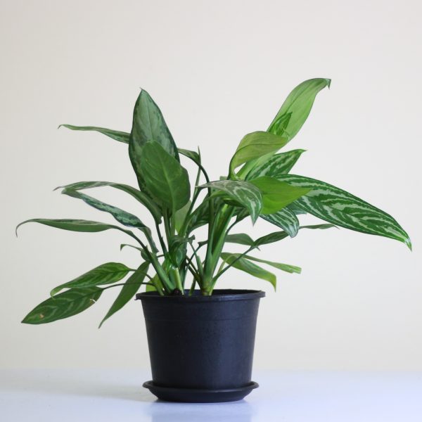 Chinese Evergreen