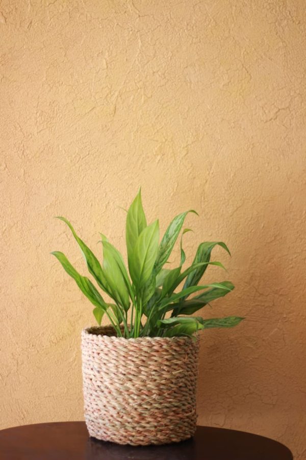 Chinese Evergreen