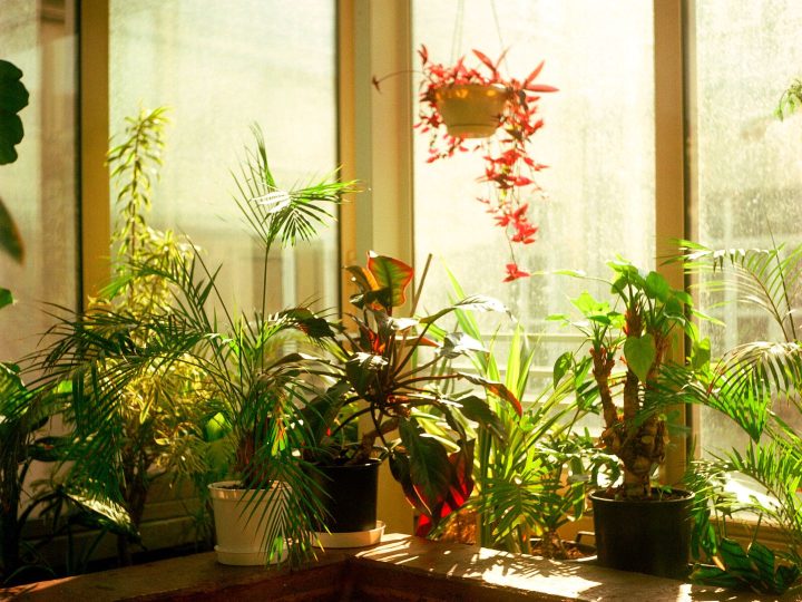 Choosing the best light for your plants