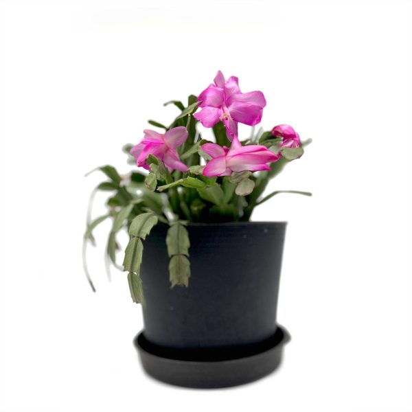 Christmas Cactus