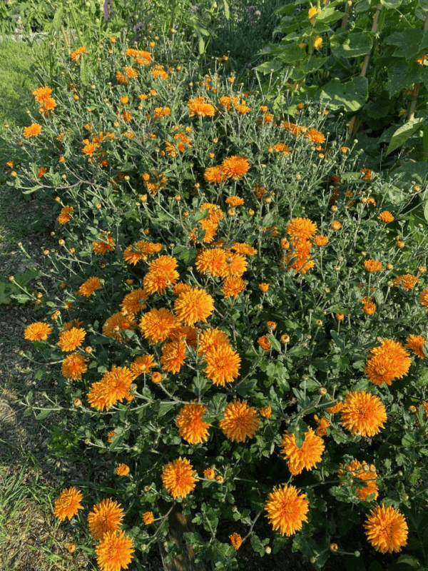 Chrysanthemum Seeds