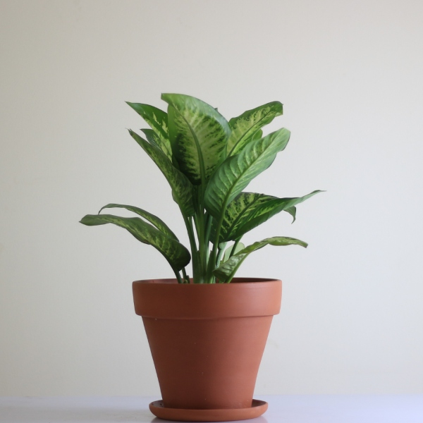 Classic Terracotta Pot with Plate