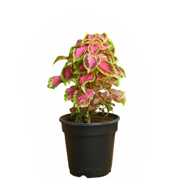 Coleus