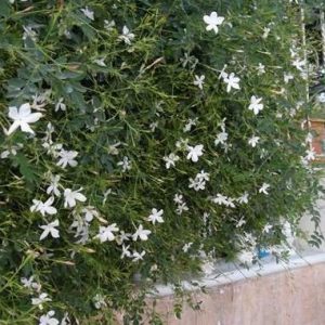 Common Jasmine