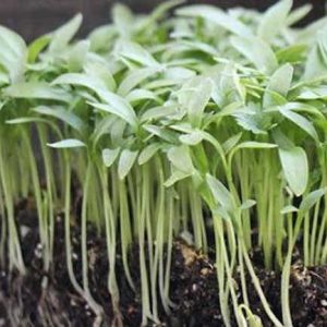 Coriander microgreens