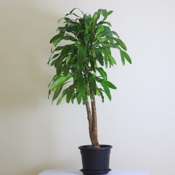 Dracaena Fragrans (Corn Plant)