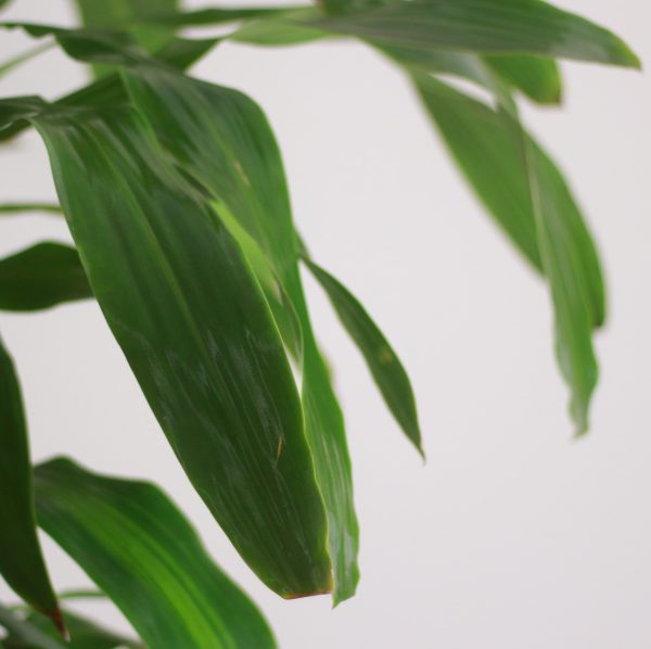 Dracaena Fragrans (Corn Plant)
