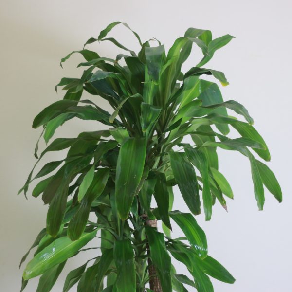 Dracaena Fragrans (Corn Plant)
