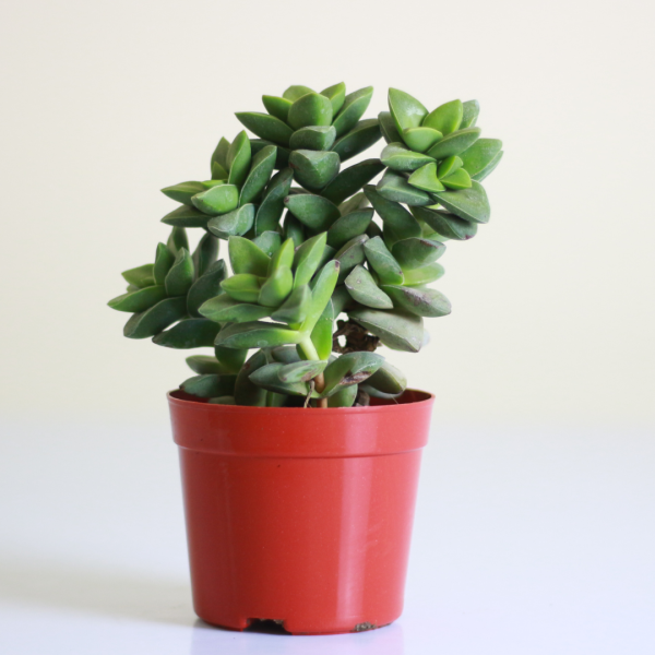 Crassula Springtime