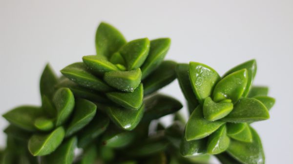 Crassula Springtime